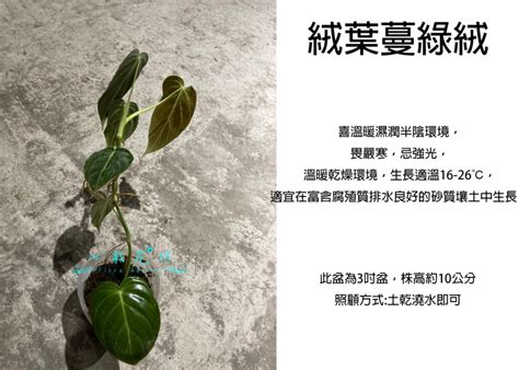 心葉蔓綠絨風水|蔓綠絨風水：打造繁榮空間的秘密植物 – 植物盆栽綠寶典